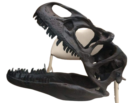 Allosaurus: Juvenile Allosaurus skull cast replica