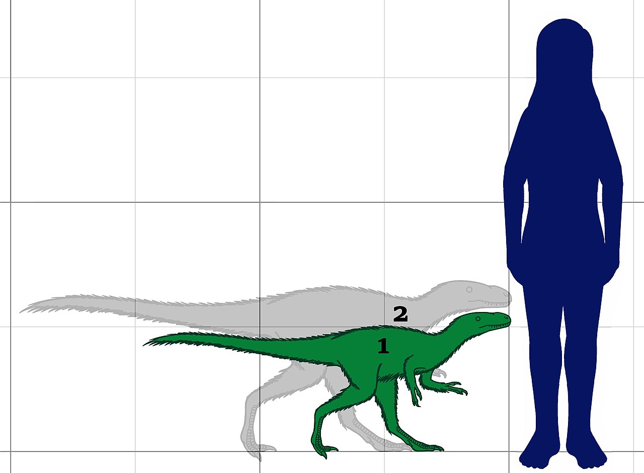Dilong skull cast replica dinosaur Tyrannosaurid
