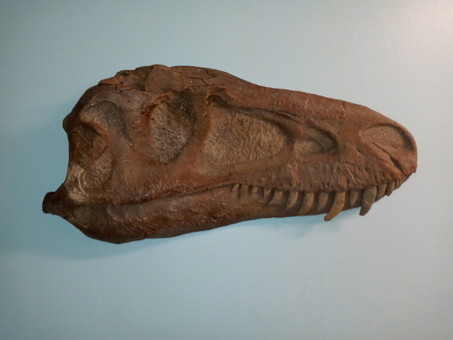 Albertosaurus skull cast replica reproduction dinosaur fossil cast Gorgosaurus half profile skull