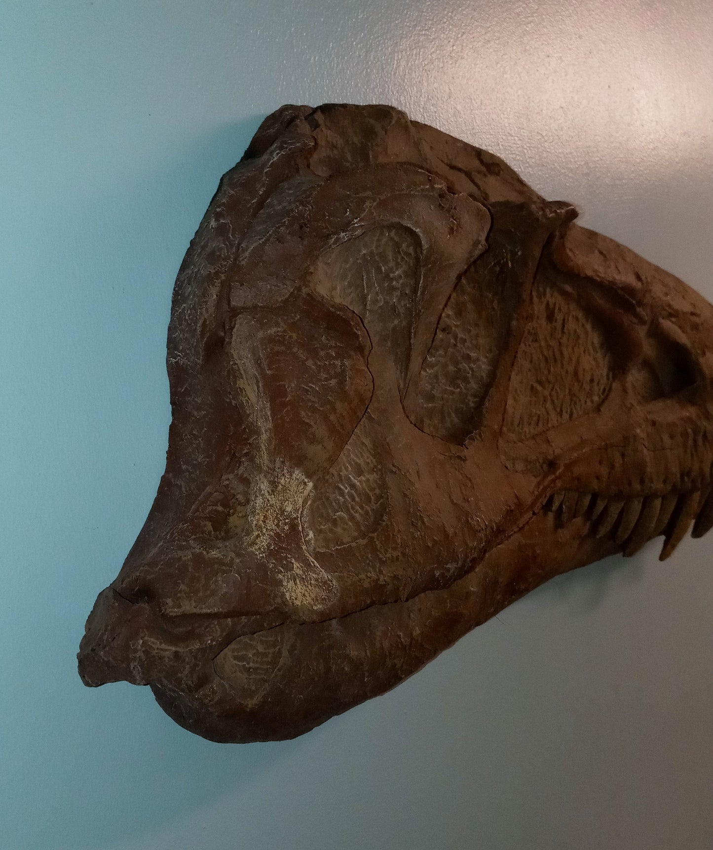 Albertosaurus skull cast replica reproduction dinosaur fossil cast Gorgosaurus half profile skull