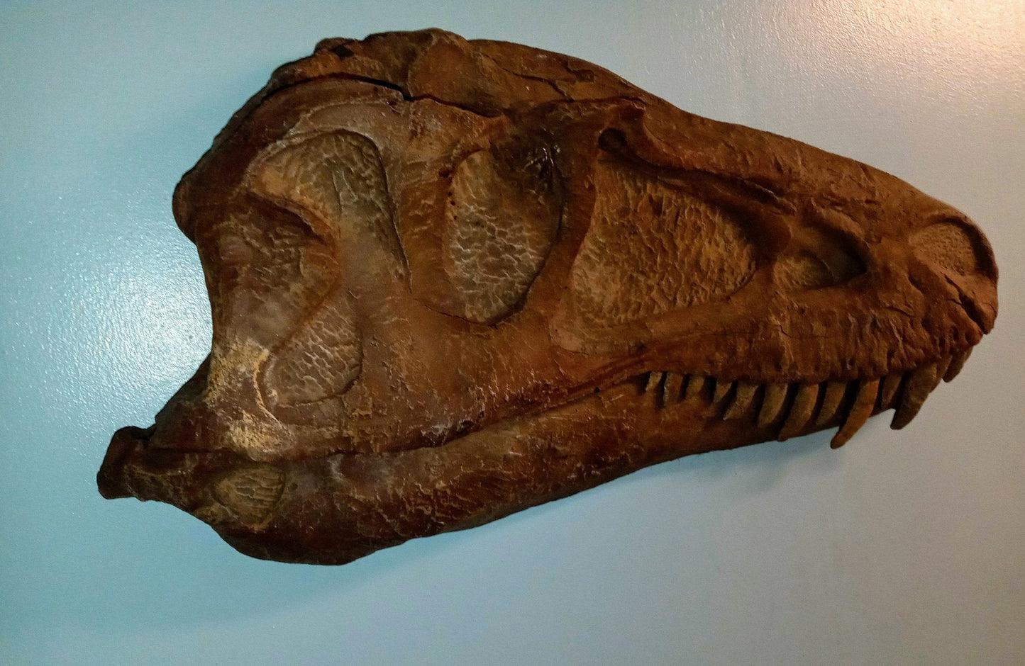 Albertosaurus skull cast replica reproduction dinosaur fossil cast Gorgosaurus half profile skull