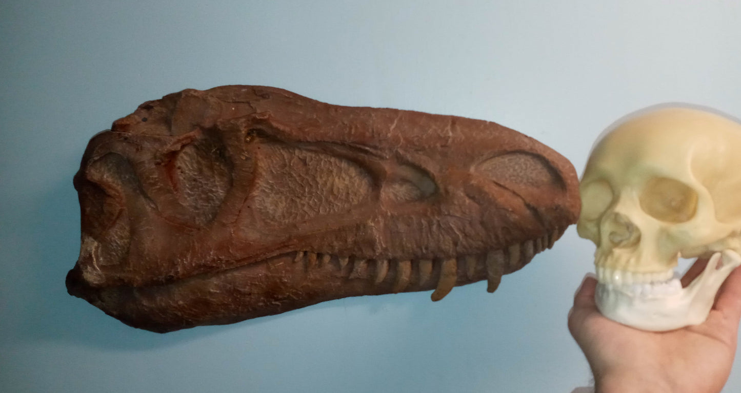 Albertosaurus skull cast replica reproduction dinosaur fossil cast Gorgosaurus half profile skull