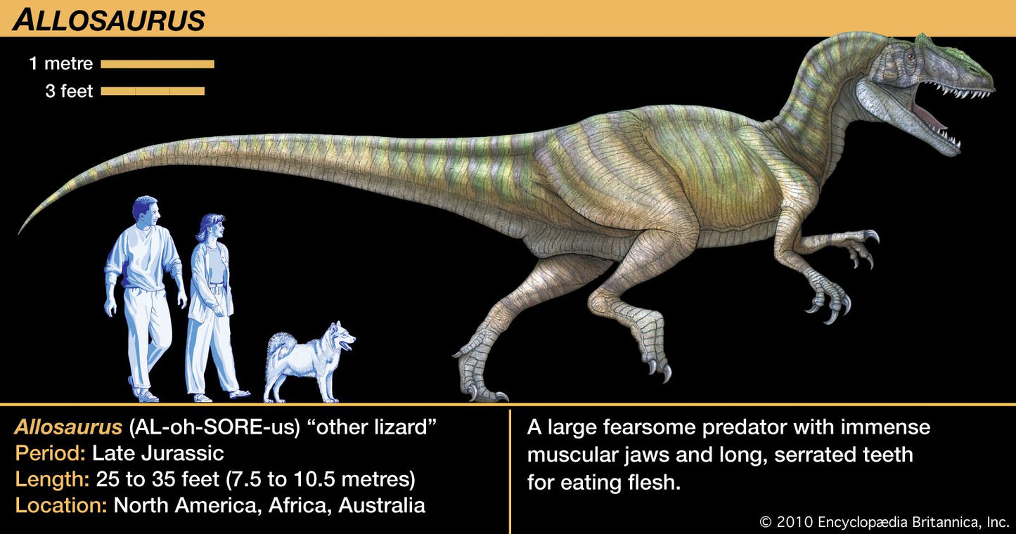 Allosaurus: Japan Allosaurus Dinosaur Fossil Tooth cast replica figure 10cm