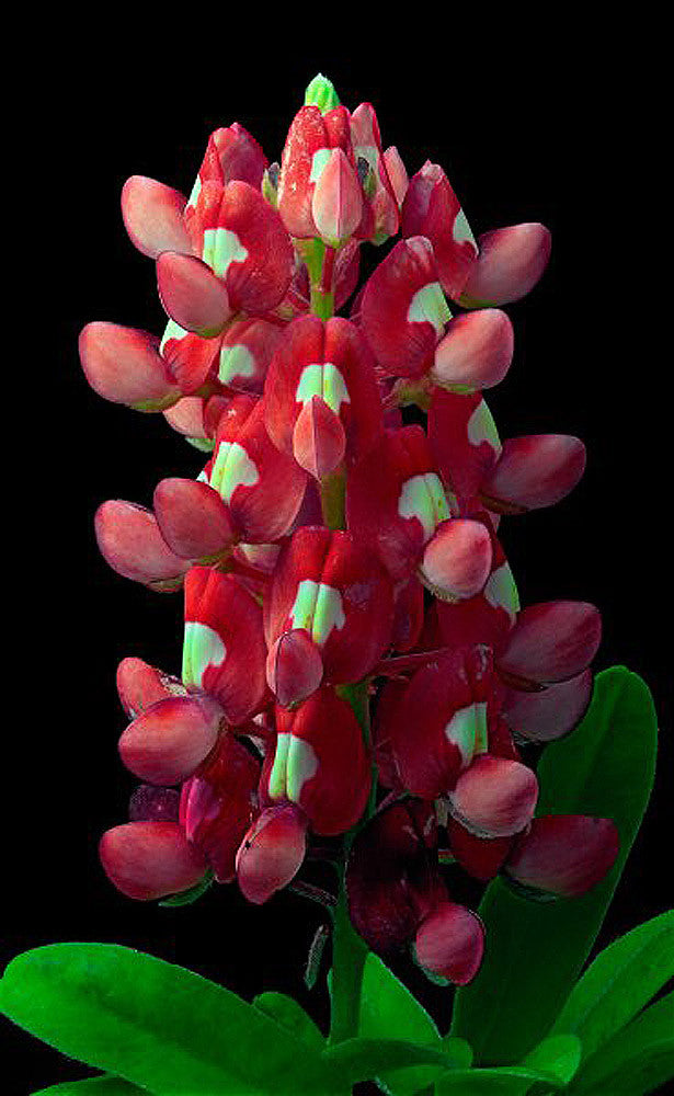Aggie Bluebonnet - Art Prints by Richard Reynolds