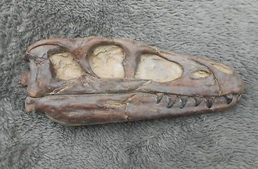 Dilong skull cast replica dinosaur Tyrannosaurid
