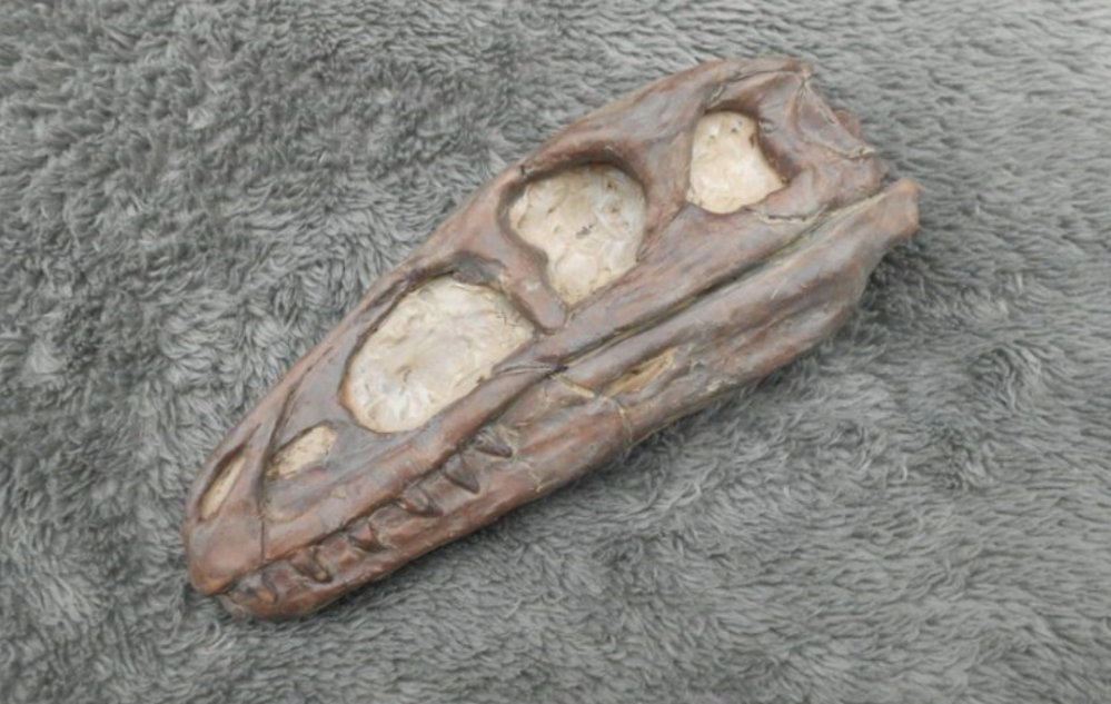 Dilong skull cast replica dinosaur Tyrannosaurid