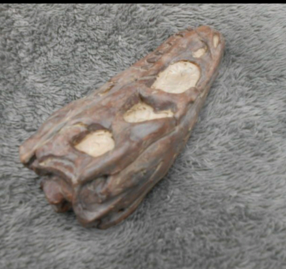 Dilong skull cast replica dinosaur Tyrannosaurid