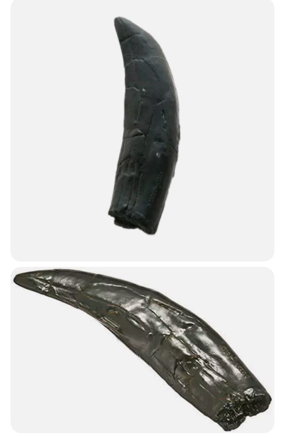 Allosaurus: Japan Allosaurus Dinosaur Fossil Tooth cast replica figure 10cm