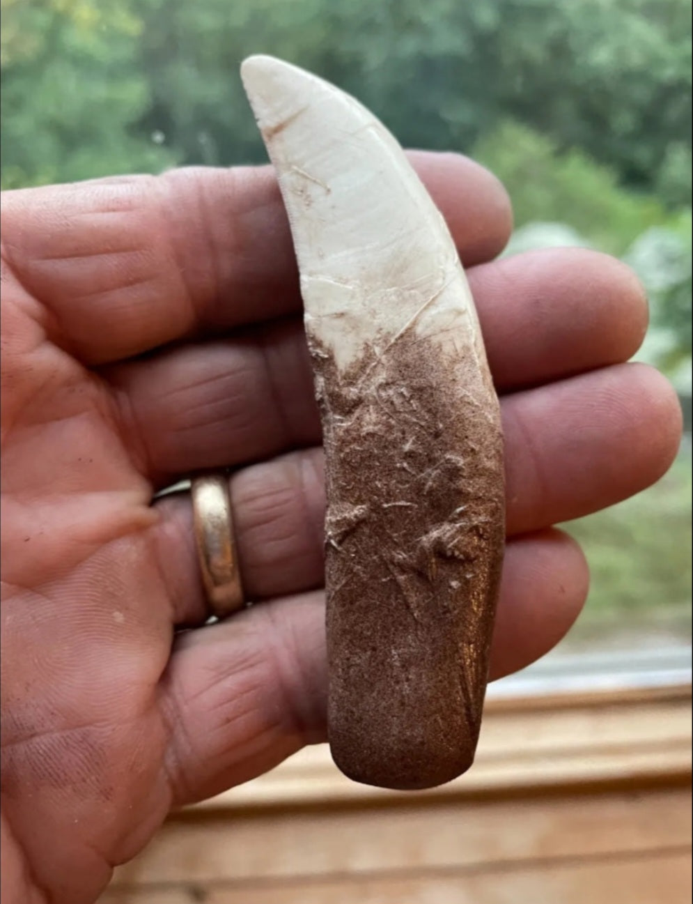 Allosaurus Dinosaur Fossil Tooth cast replica figure 4 / 10cm
