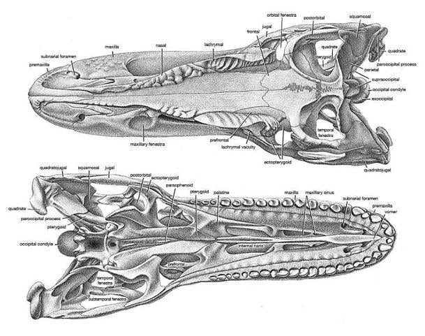 Allosaurus: Juvenile Allosaurus skull cast replica