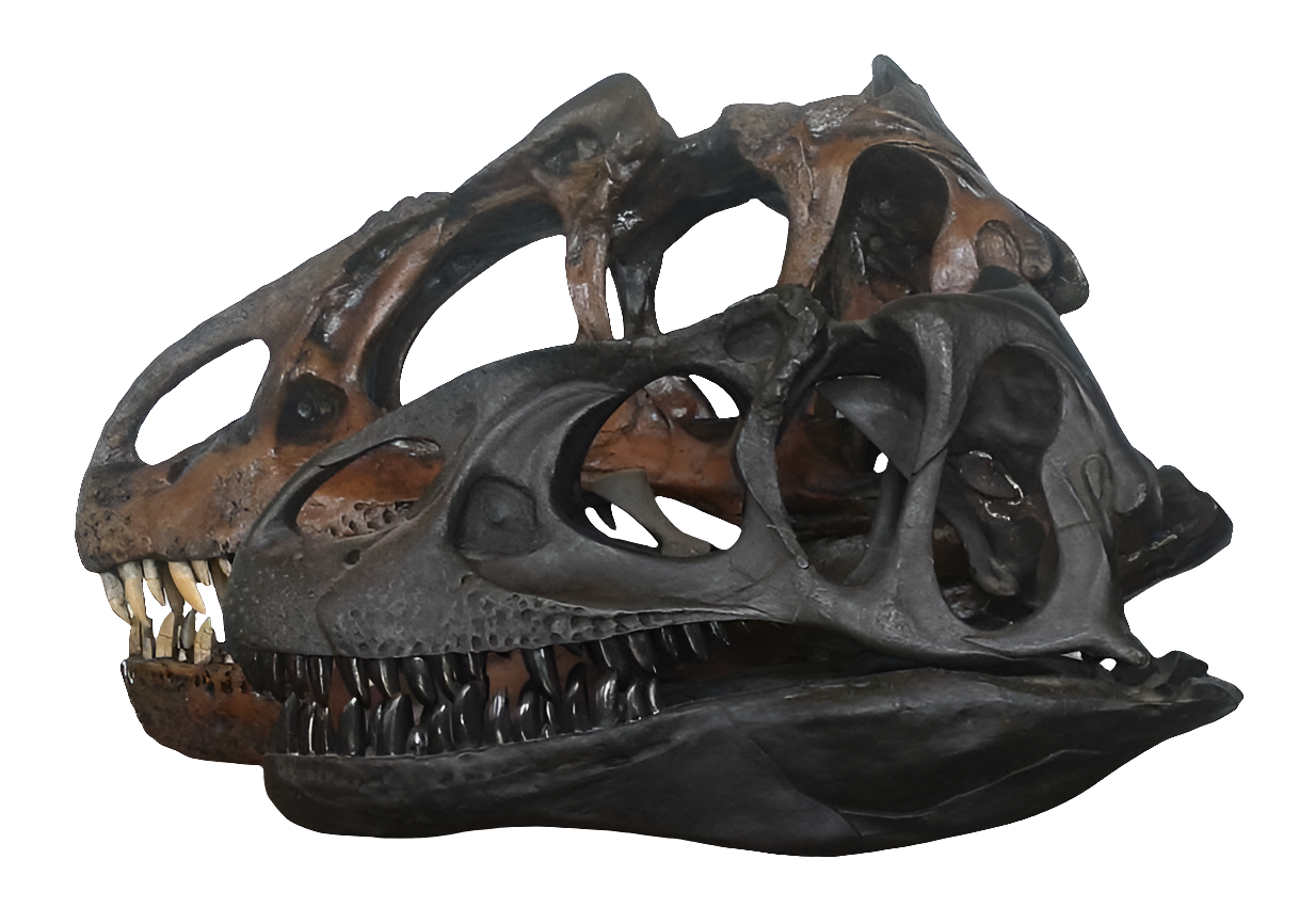 Allosaurus: Juvenile Allosaurus skull cast replica