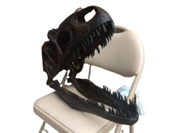 Allosaurus: Juvenile Allosaurus skull cast replica