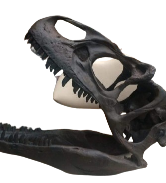 Allosaurus: Juvenile Allosaurus skull cast replica