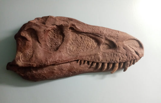 Albertosaurus skull cast replica reproduction dinosaur fossil cast Gorgosaurus half profile skull