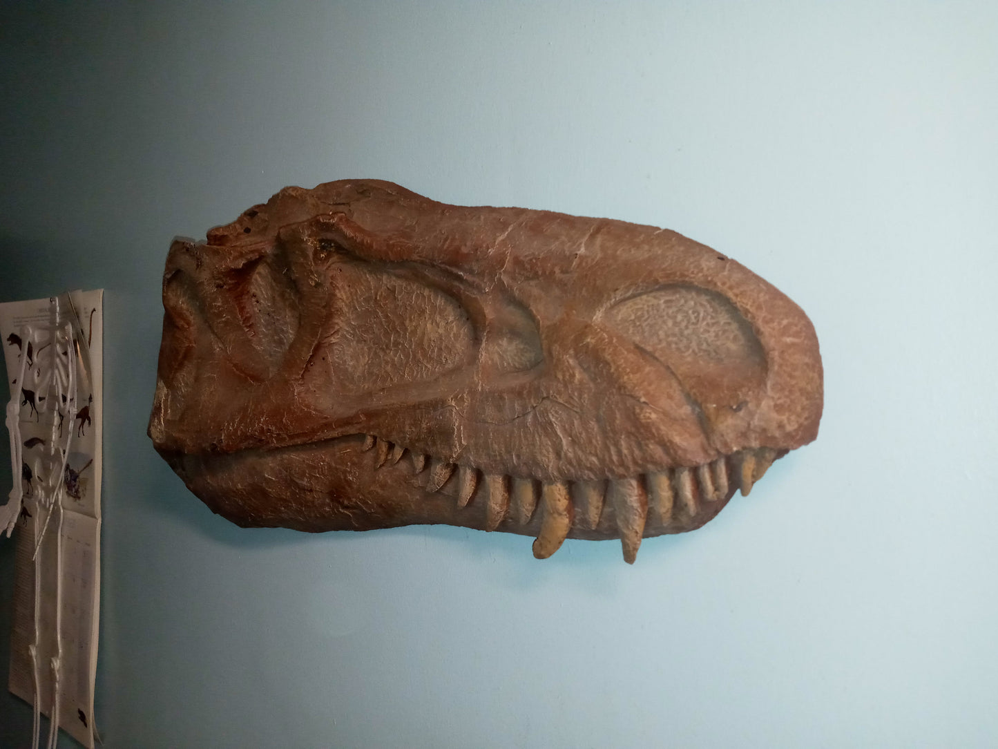 Albertosaurus skull cast replica reproduction dinosaur fossil cast Gorgosaurus half profile skull