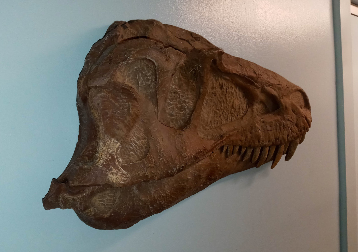Albertosaurus skull cast replica reproduction dinosaur fossil cast Gorgosaurus half profile skull
