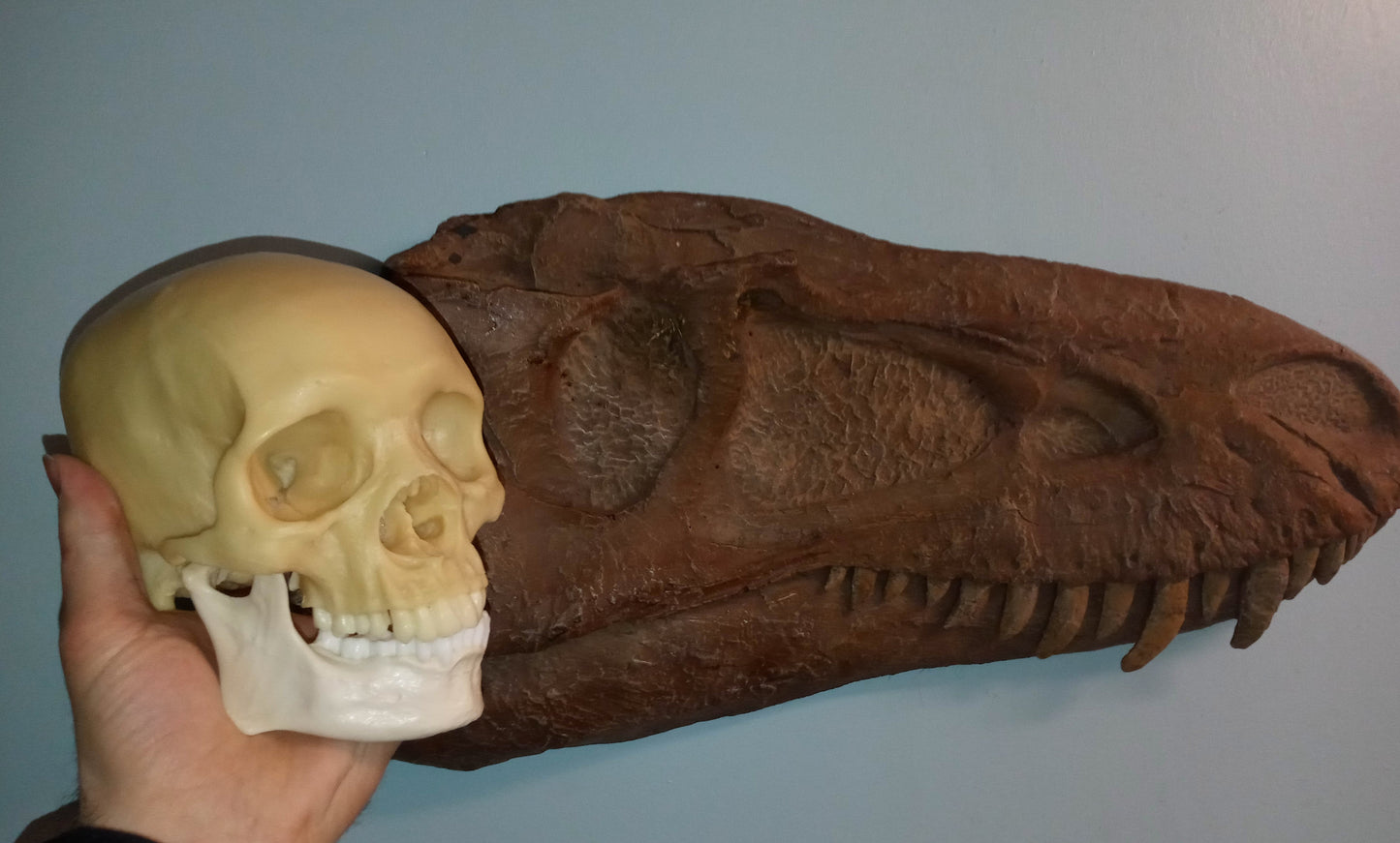Albertosaurus skull cast replica reproduction dinosaur fossil cast Gorgosaurus half profile skull