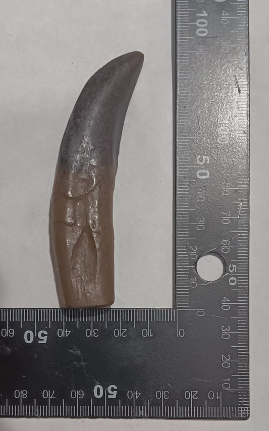 Allosaurus Dinosaur Fossil Tooth cast replica figure 4 / 10cm