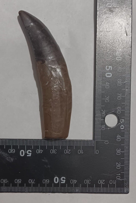 Allosaurus Dinosaur Fossil Tooth cast replica figure 4 / 10cm