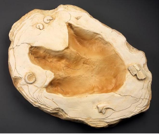Allosaurus Dinosaur track cast replica #1