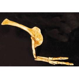 Albertosaurus arm and hand-cast replica reproduction.