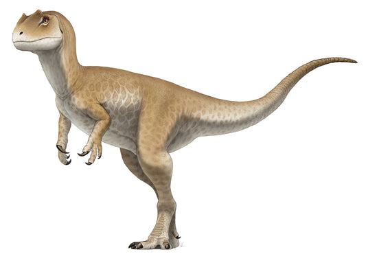 Allosaurus: Japan Allosaurus Dinosaur Fossil Tooth cast replica figure 10cm