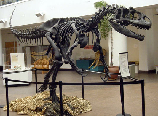 Allosaurus: Adult Allosaurus Skeleton cast replica