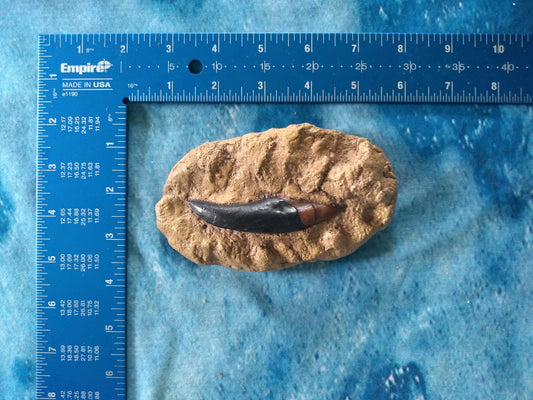 Allosaurus Tooth in matrix #2 cast replica Dinosaur