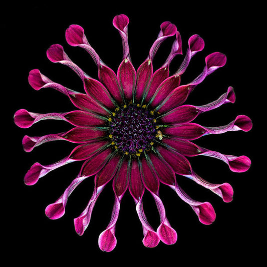 African Daisy 2 - Art Prints by Richard Reynolds