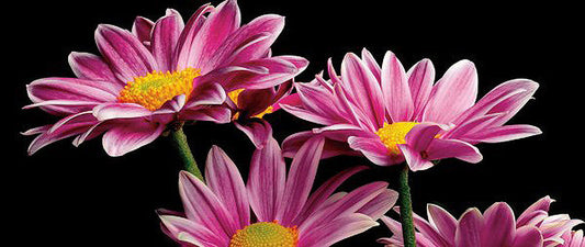African Daisy - Art Prints by Richard Reynolds