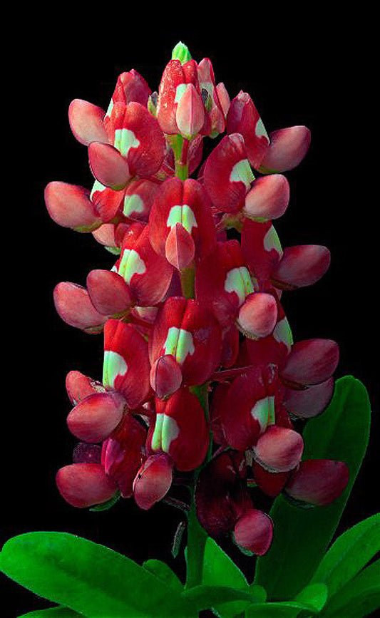 Aggie Bluebonnet - Art Prints by Richard Reynolds