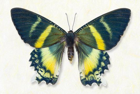 Alcides Orontes Butterfly Art Prints by Richard Reynolds
