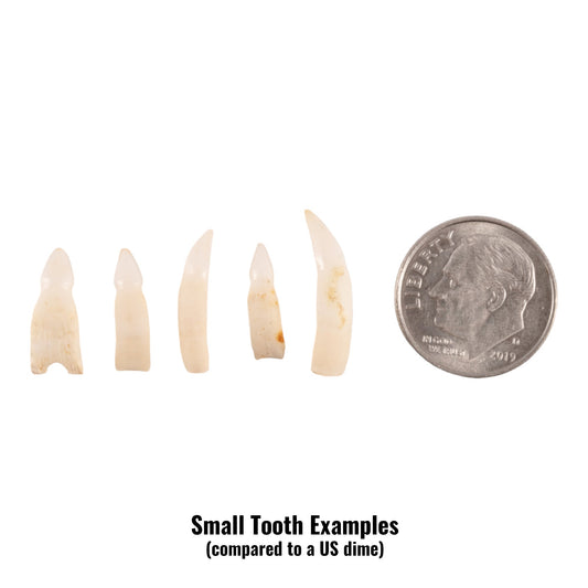 Real Alligator Tooth