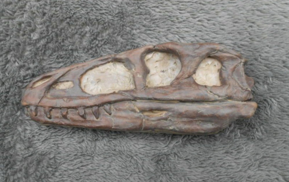 Dilong skull cast replica dinosaur Tyrannosaurid