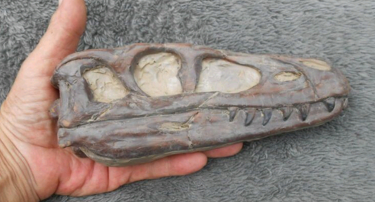 Dilong skull cast replica dinosaur Tyrannosaurid