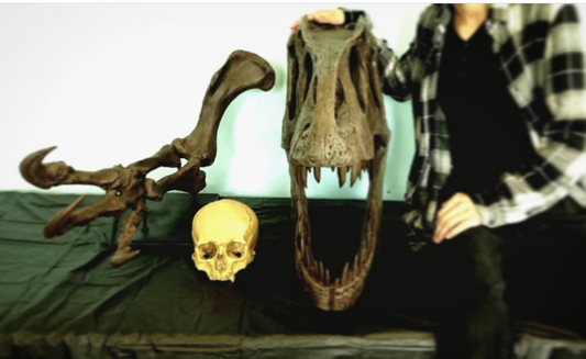 Allosaurus Arm Cast Replica (Mounted)
