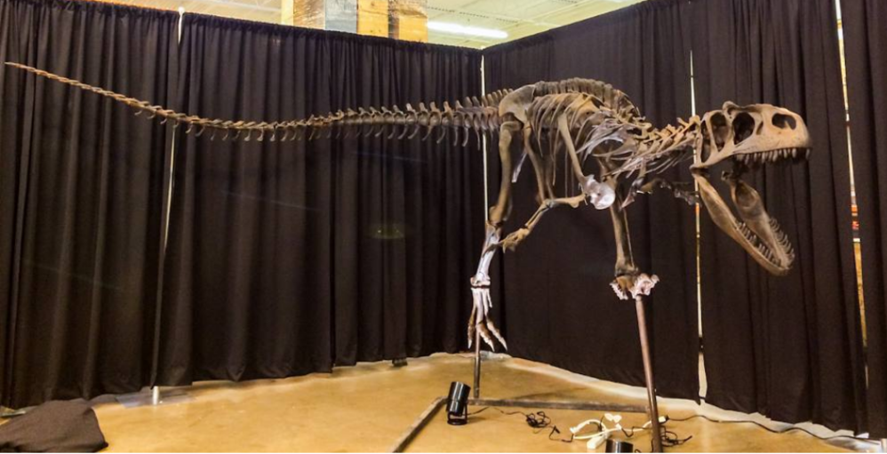 Allosaurus Arm Cast Replica (Mounted)