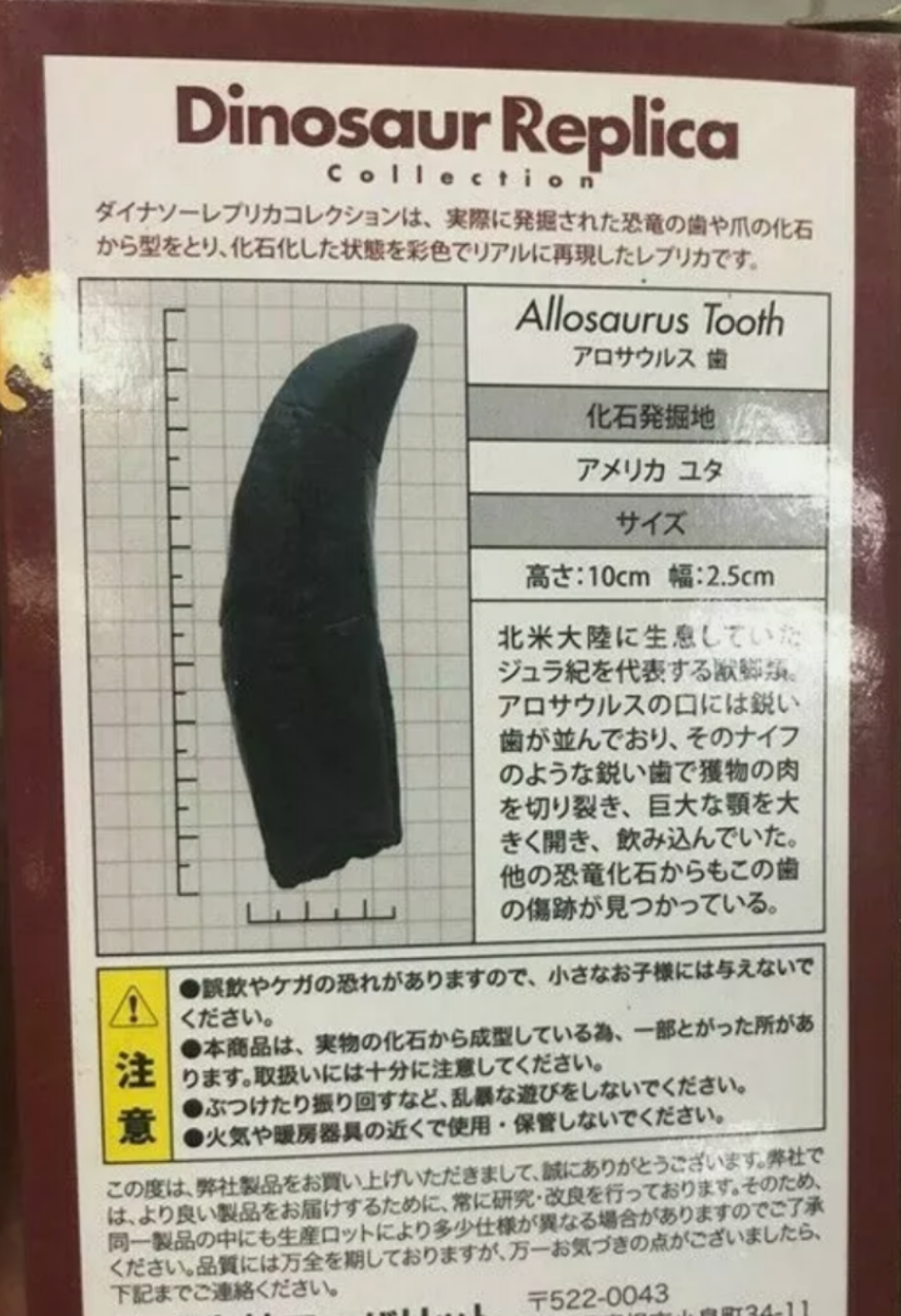 Allosaurus: Japan Allosaurus Dinosaur Fossil Tooth cast replica figure 10cm