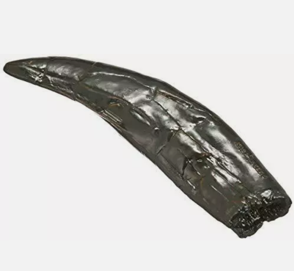 Allosaurus: Japan Allosaurus Dinosaur Fossil Tooth cast replica figure 10cm
