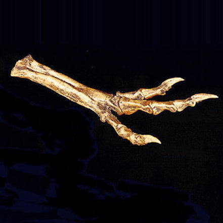 Albertosaurus Foot cast replica reproduction dinosaur fossil cast Gorgosaurus Taylor Made Fossils