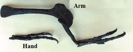 Albertosaurus Arm cast replica reproduction dinosaur fossil cast Gorgosaurus