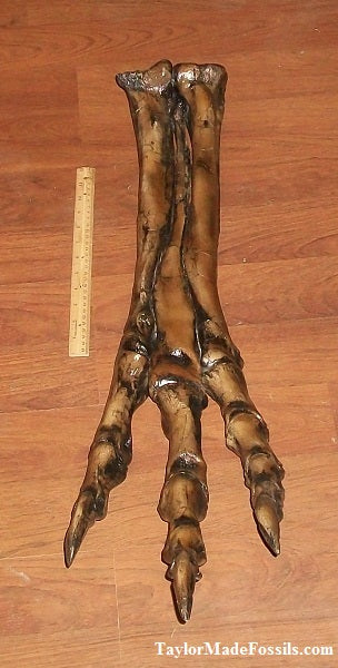 Albertosaurus Foot cast replica reproduction dinosaur fossil cast Gorgosaurus Taylor Made Fossils