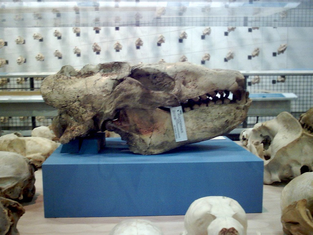 Allodesmus skull cast replica fossil cast replica (Updated 1/24)