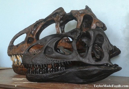 Allosaurus: Adult Allosaurus Skeleton cast replica