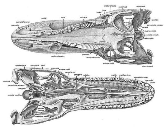 Allosaurus: Juvenile Allosaurus skull cast replica