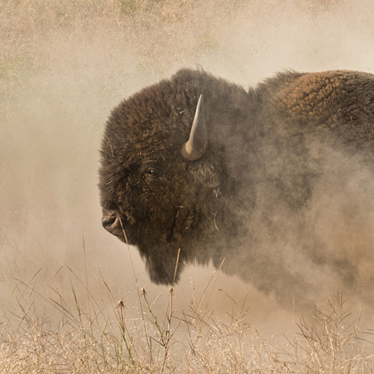 American Buffalo in the Dust Art Prints by Robert Dawson