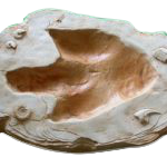 Allosaurus Dinosaur track cast replica #1