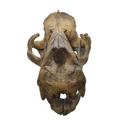 Allodesmus skull cast replica fossil cast replica (Updated 1/24)