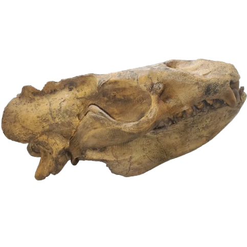 Allodesmus skull cast replica fossil cast replica (Updated 1/24)