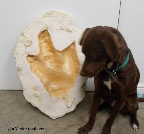 Allosaurus Dinosaur track cast replica #1